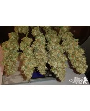 Royal Gorilla - Royal Queen Seeds - feminizovaná semena