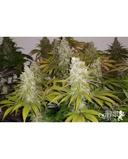 Royal Gorilla - Royal Queen Seeds - feminizovaná semena