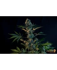 Royal Gorilla - Royal Queen Seeds - feminizovaná semena