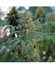 Fat Banana - Royal Queen Seeds - feminizovaná semena