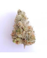 Fat Banana - Royal Queen Seeds - feminizovaná semena