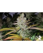 Fat Banana - Royal Queen Seeds - feminizovaná semena