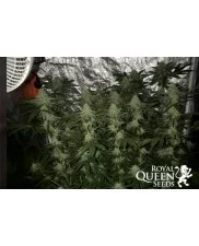 Fat Banana - Royal Queen Seeds - feminizovaná semena