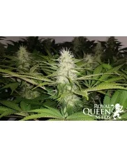 Fat Banana - Royal Queen Seeds - feminizovaná semena