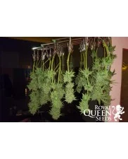 Fat Banana - Royal Queen Seeds - feminizovaná semena