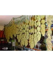 Fat Banana - Royal Queen Seeds - feminizovaná semena