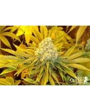 Royal Cookies - Royal Queen Seeds - feminizovaná semena