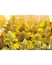 Royal Cookies - Royal Queen Seeds - feminizovaná semena