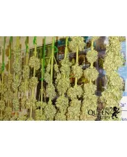 Royal Cookies - Royal Queen Seeds - feminizovaná semena