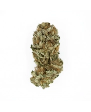 Royal Cookies - Royal Queen Seeds - feminizovaná semena