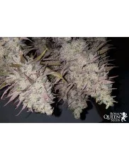 HulkBerry - Royal Queen Seeds - feminizovaná semena