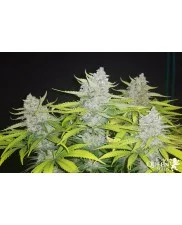 HulkBerry - Royal Queen Seeds - feminizovaná semena