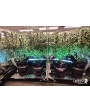 Green Gelato - Royal Queen Seeds - feminizovaná semena