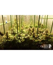 Ice  - Royal Queen Seeds - feminizovaná semena
