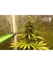 Ice  - Royal Queen Seeds - feminizovaná semena