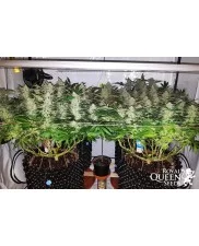 White Widow - Royal Queen Seeds - feminizovaná semena