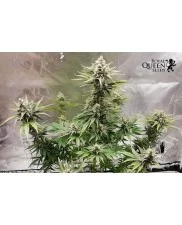 White Widow - Royal Queen Seeds - feminizovaná semena