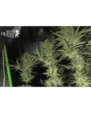 Shining Silver Haze - Royal Queen Seeds - feminizovaná semena