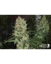 Shining Silver Haze - Royal Queen Seeds - feminizovaná semena