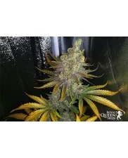 Shining Silver Haze - Royal Queen Seeds - feminizovaná semena