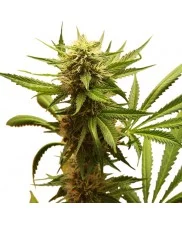 Northern Light - Royal Queen Seeds - feminizovaná semena