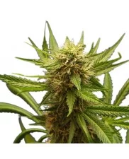 Northern Light - Royal Queen Seeds - feminizovaná semena