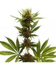 Northern Light - Royal Queen Seeds - feminizovaná semena