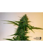 Northern Light - Royal Queen Seeds - feminizovaná semena