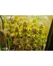 Skunk  XL -  Royal Queen Seeds - feminizovaná semena