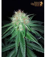 Special Kush 1 - Royal Queen Seeds - feminizovaná semena