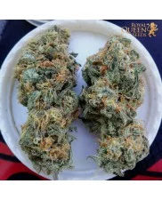 Special Kush 1 - Royal Queen Seeds - feminizovaná semena