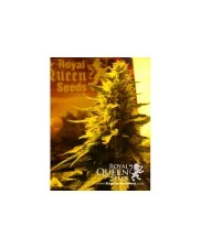 Royal Cheese (Fast Flowering) - Royal Queen Seeds - feminizovaná semena
