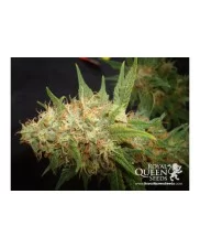Royal Cheese (Fast Flowering) - Royal Queen Seeds - feminizovaná semena