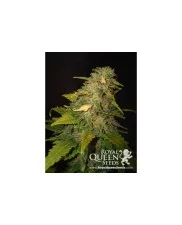 Royal Cheese (Fast Flowering) - Royal Queen Seeds - feminizovaná semena