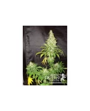Royal Cheese (Fast Flowering) - Royal Queen Seeds - feminizovaná semena