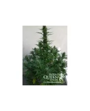 Royal Cheese (Fast Flowering) - Royal Queen Seeds - feminizovaná semena