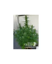 Royal Cheese (Fast Flowering) - Royal Queen Seeds - feminizovaná semena
