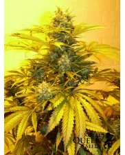 Royal Cheese (Fast Flowering) - Royal Queen Seeds - feminizovaná semena