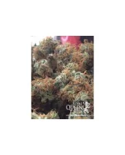 Bubblegum XL- Royal Queen Seeds - feminizovaná semena