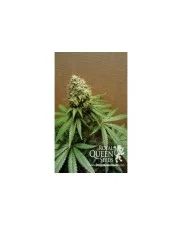 Bubblegum XL- Royal Queen Seeds - feminizovaná semena