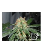 Bubblegum XL- Royal Queen Seeds - feminizovaná semena