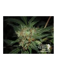 Bubblegum XL- Royal Queen Seeds - feminizovaná semena