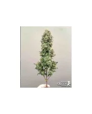 Bubblegum XL- Royal Queen Seeds - feminizovaná semena