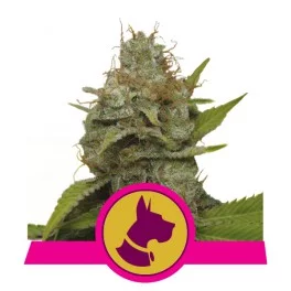 Kali Dog - Royal Queen Seeds - feminizovaná  semena