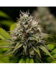 Kali Dog - Royal Queen Seeds - feminizovaná  semena