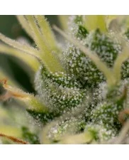 Kali Dog - Royal Queen Seeds - feminizovaná  semena
