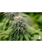 Kali Dog - Royal Queen Seeds - feminizovaná  semena