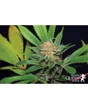 Kali Dog - Royal Queen Seeds - feminizovaná  semena