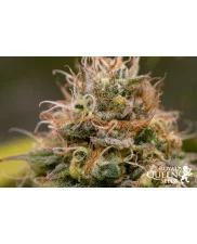 Kali Dog - Royal Queen Seeds - feminizovaná  semena