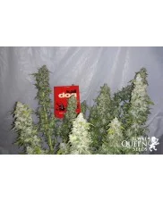 Kali Dog - Royal Queen Seeds - feminizovaná  semena